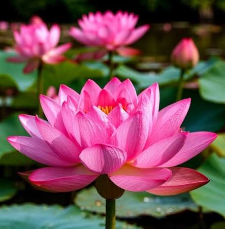 Red Lotus